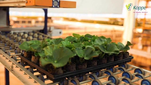 Koppe Begonia Cutting Sorting Machine ENG смотреть онлайн