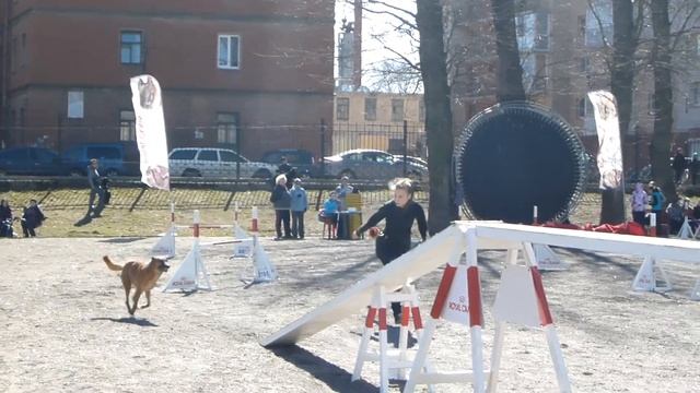 Капа, 01.05.13, agility смотреть онлайн