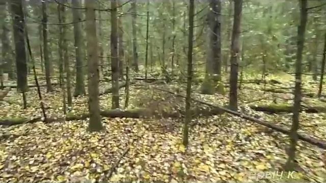 Достаточно редкий еловый нарост смотреть онлайн