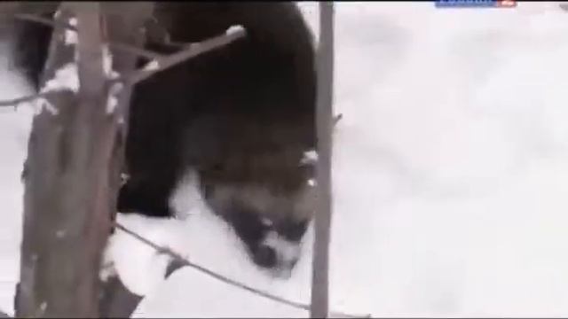 Рейтинг Баженова Самые опасные животные России № 10 смотреть онлайн