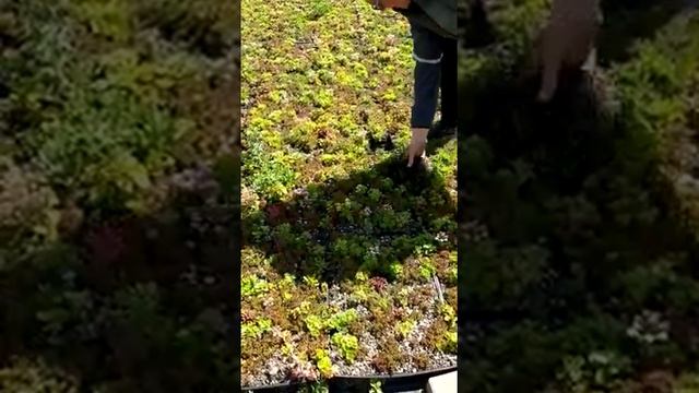 посадка цветов в поле и теплицах Нидерланды командировка из Польши, легальная работа в Европе смотреть онлайн