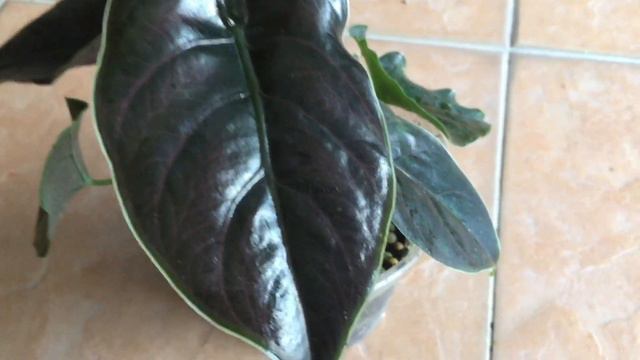 Alocasia Azlanii #alocasiaazlanii смотреть онлайн