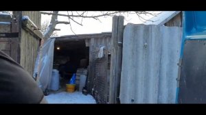 Бизнес на СВИНЬЯХ или РАБОТА??!! Свиноводство.