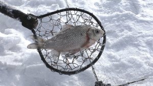 ЗИМНЯЯ РЫБАЛКА НА ХАПУГУ ХЛОПОК, Рыбалка на Амуре, на что поймать рыбу, карася  в глухозимье,