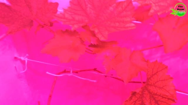 Виноград Атос под fito led 100w в growbox. №8 смотреть онлайн