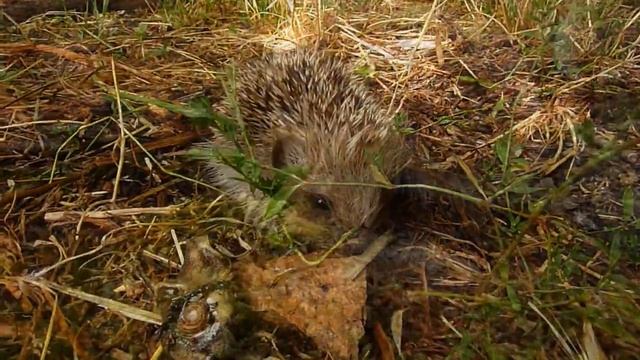 Erinaceus europaeus - Erizo.mpg смотреть онлайн