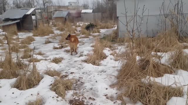 21.01.23. #утреннееутро #красоткасохо #волчицаФаня #двортерьерМиша смотреть онлайн