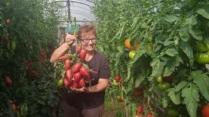 томат Пин Хорн!