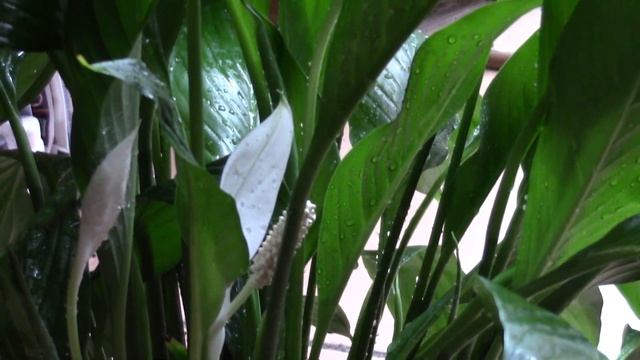 РАСТЕНИЯ ЛЕТОМ НУЖДАЮТСЯ В БОЛЬШЕЙ ПОДКОРМКЕ! смотреть онлайн