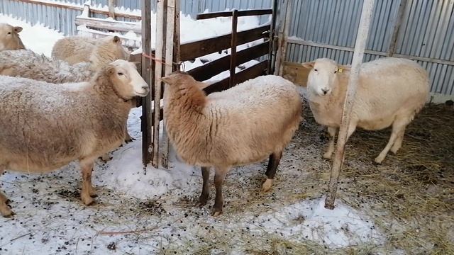 -30 мороза катумские под навесов, оборудование для купирования хвостов. смотреть онлайн