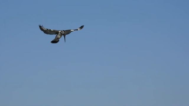 Малый пегий зимородок порхает над прудами кубуца Ха-Зореа, 22.01.2022 смотреть онлайн