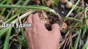 ЛУК в яичных ячейках! Пышное, зеленое перо и хорошая репка! Дача Удачи
