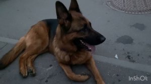 Чистили параанальные железы.