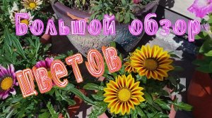 Обзор цветов на даче 2020