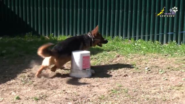 Немецкая овчарка - дрессировка возбудимой собаки, рысь и галоп на обходе смотреть онлайн