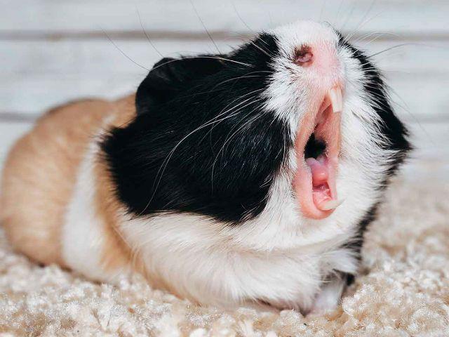 КАК ПОДСТРИЧЬ КОГТИ МОРСКОЙ СВИНКЕ САМОСТОЯТЕЛЬНО смотреть онлайн