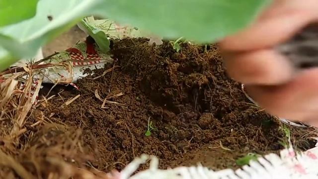 КАПУСТА ЗА 2,5 МЕСЯЦА, МОЖНО ВЫРАСТИТЬ И НА БАЛКОНЕ смотреть онлайн