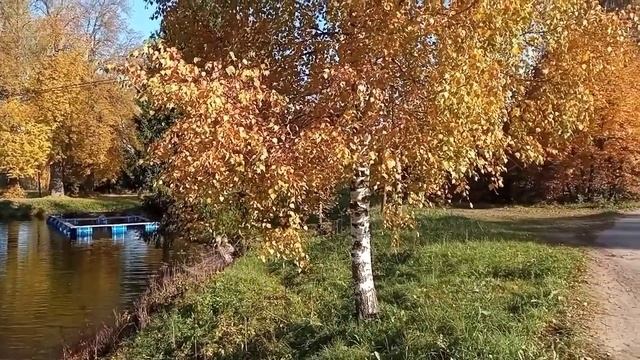 Золотая осень в наших краях! Осенняя природа в солнечный день - просто для хорошего настроения! смотреть онлайн