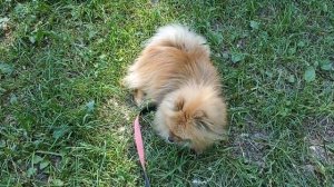 Плюсы и минусы породы шпиц . Заводить собаку или нет