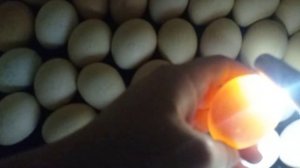 овоскопирование  куриного яйца на 10 сутки .
