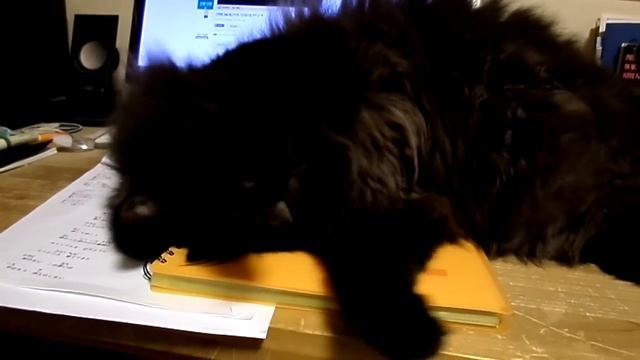 Song Jae Rim - 2014 His cats Olla & Leon смотреть онлайн