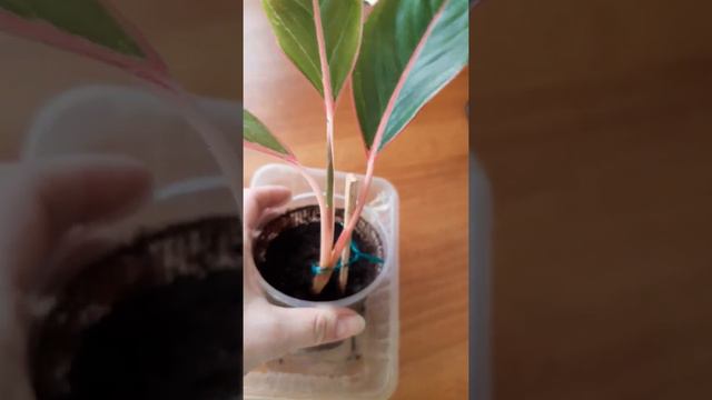 Аглаонема Тайволи (Код 21-20) смотреть онлайн