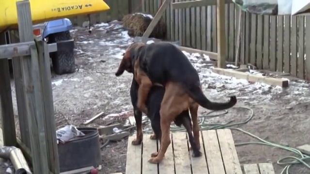 Doggy Style in The Neighborhood?#ChuckyandJosh смотреть онлайн