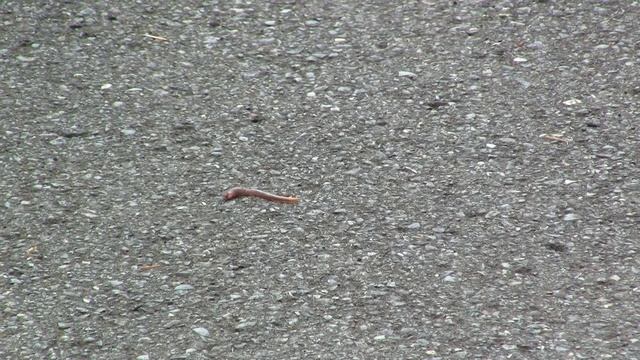 Early Bird (Food Chain). Пищевая цепь (557sp) смотреть онлайн