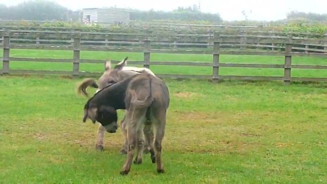 Осел трудолюбивое вьючное животное-Ржание осла-Звук животного осел-Farm animals-Домашние животные смотреть онлайн