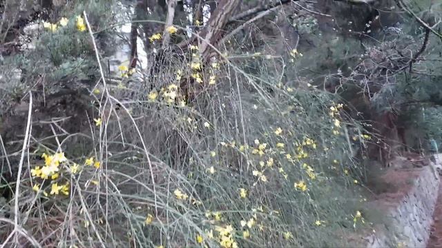 ЖАСМИН ГОЛОЦВЕТКОВЫЙ или ЖАСМИН ЗИМНИЙ смотреть онлайн