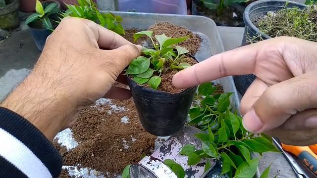 How to Grow Bougainvillea From Cutting Part-1 (December 2018) смотреть онлайн