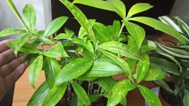 О драцене,по просьбе Светланы??? смотреть онлайн