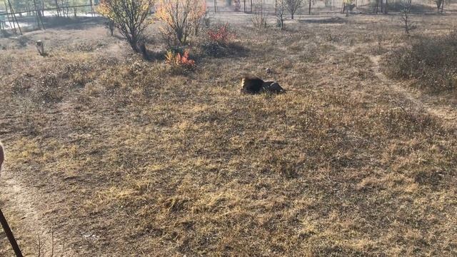 Пришли с кипером Витей кормить прайд Олежки! We came with the keeper Vitya to feed Olezhka's pride! смотреть онлайн
