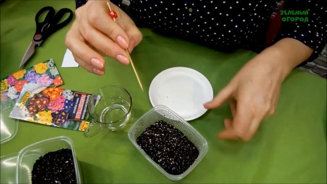 Примула. Два ПРОСТЫХ способа посева. Советы от Зеленого Огорода. смотреть онлайн