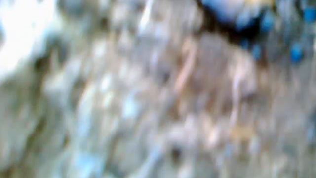 Высадка дельфиниума в открытый грунт. Работа Слизнееда. смотреть онлайн