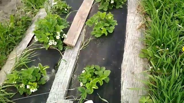 Двойной черный спанбонд, чтобы не полоть. смотреть онлайн