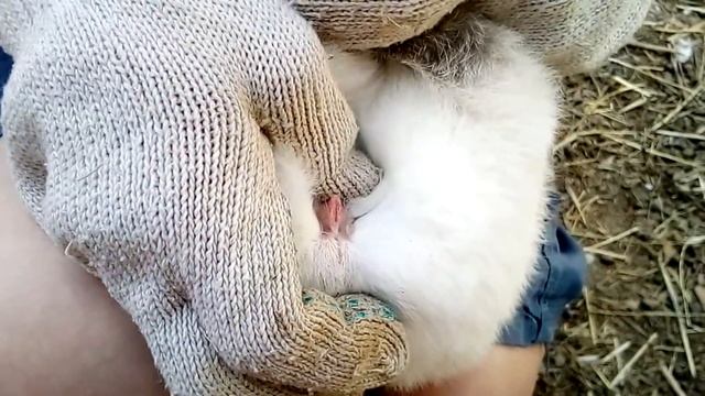 Рассаживаем крольчат по полу. Самцы и самочки смотреть онлайн