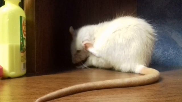 Крыса дышит через раз и очень тяжело смотреть онлайн