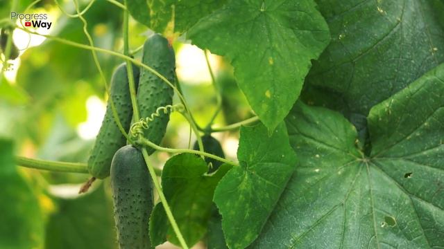 1 КАПЛЯ И ОГУРЦОВ НАРАСТАЕТ ТОННА И БОЛЬШЕ НЕ БОЛЕЮТ НИКОГДА! смотреть онлайн