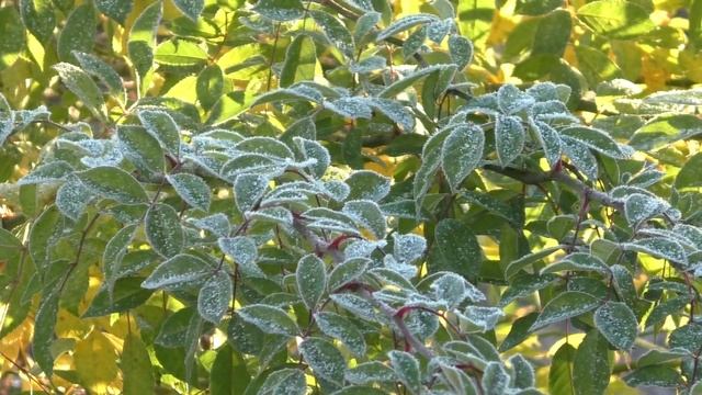 Осенняя красота на даче и в лесу смотреть онлайн