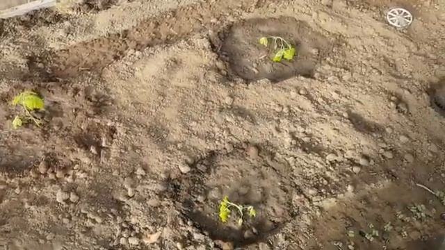 Обогрев грунта кабелем в теплице из поликарбоната. Отзыв смотреть онлайн