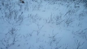 Охота с джек рассел терьером