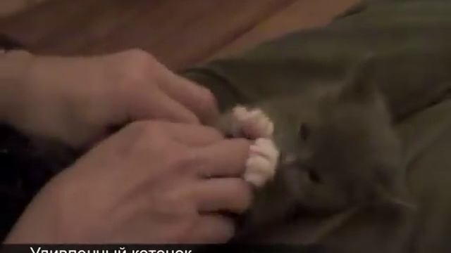 Удивленный котенок смотреть онлайн