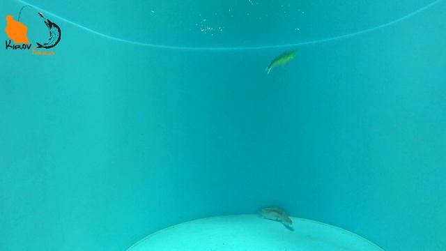 Вибы GROWS CULTURE зимний сезон 2022-2023 смотреть онлайн