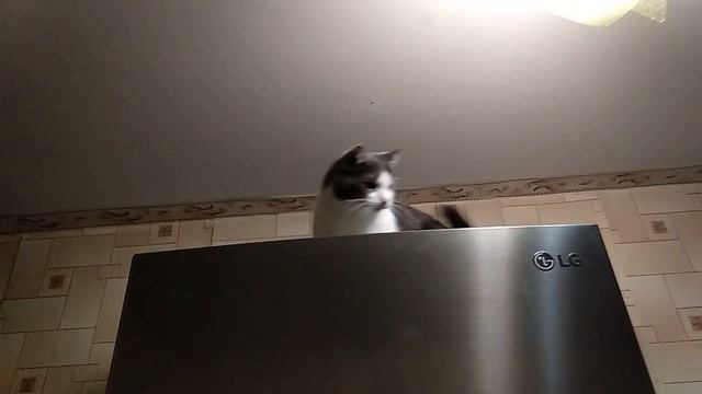 Кошка бьет лапой хозяина. Кошка с переменчивым настроением. смотреть онлайн