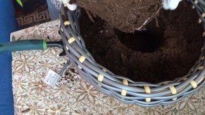 Томат «Каменный цветок»,  вторая перевалка в новые горшки