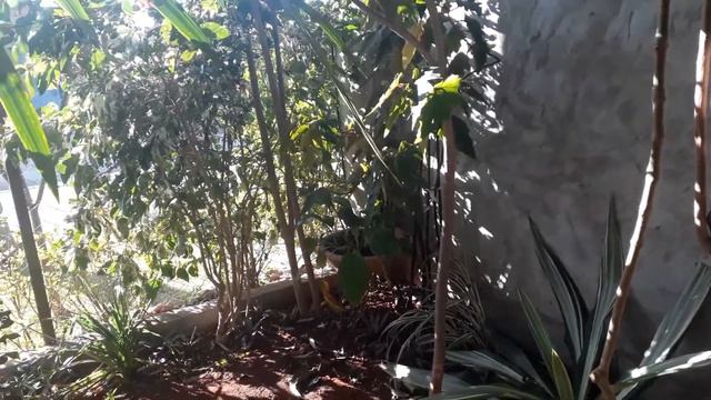 Vamos falar sobre plantas? смотреть онлайн