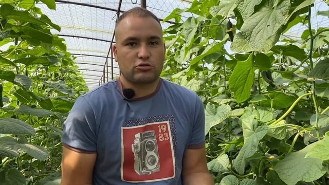 Влог - обзор теплицы огурца под МАРИУПОЛЕМ смотреть онлайн