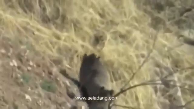 Охота Кабана в Таджикистан.Hog hunting in Tajikistan, Shuroobod district#hunting #top #кавок#охота смотреть онлайн