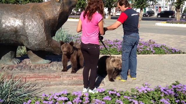 Медведи в Перми